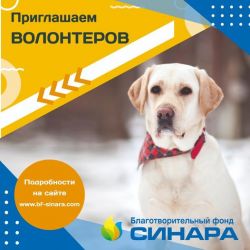 Приглашаем ВОЛОНТЕРОВ – Благотворительный фонд “Синара”
